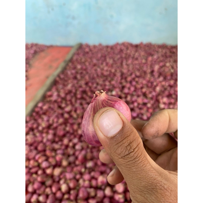 

BAWANG MERAH SUPER KERING MURAH ISI 1KG