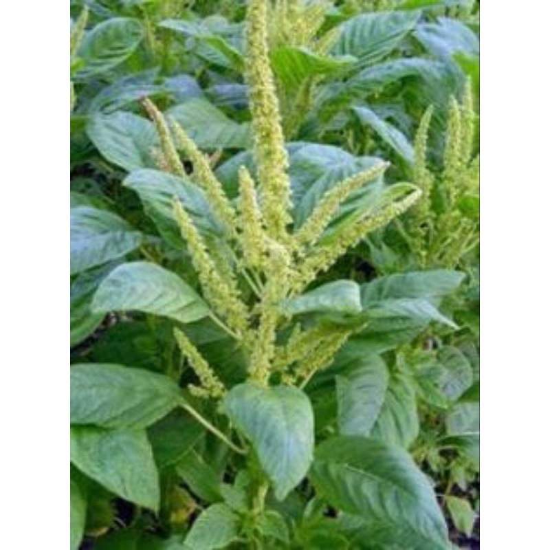 

bibit tanaman bayam sayur segar