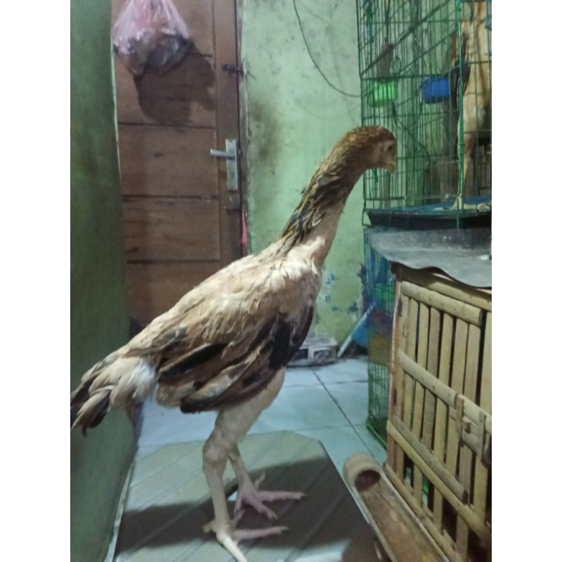 ayam shamo jepang x eropa umur 4 bulan betina