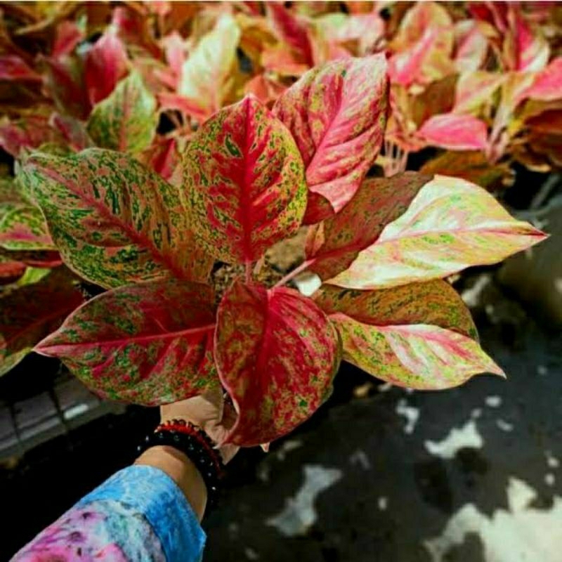 Aglonema Red Striptis MENOR-MURAH-Berkualias