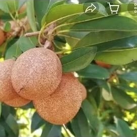 

DAUN SAWO ORGANIK 100 GRM BARU PETIK