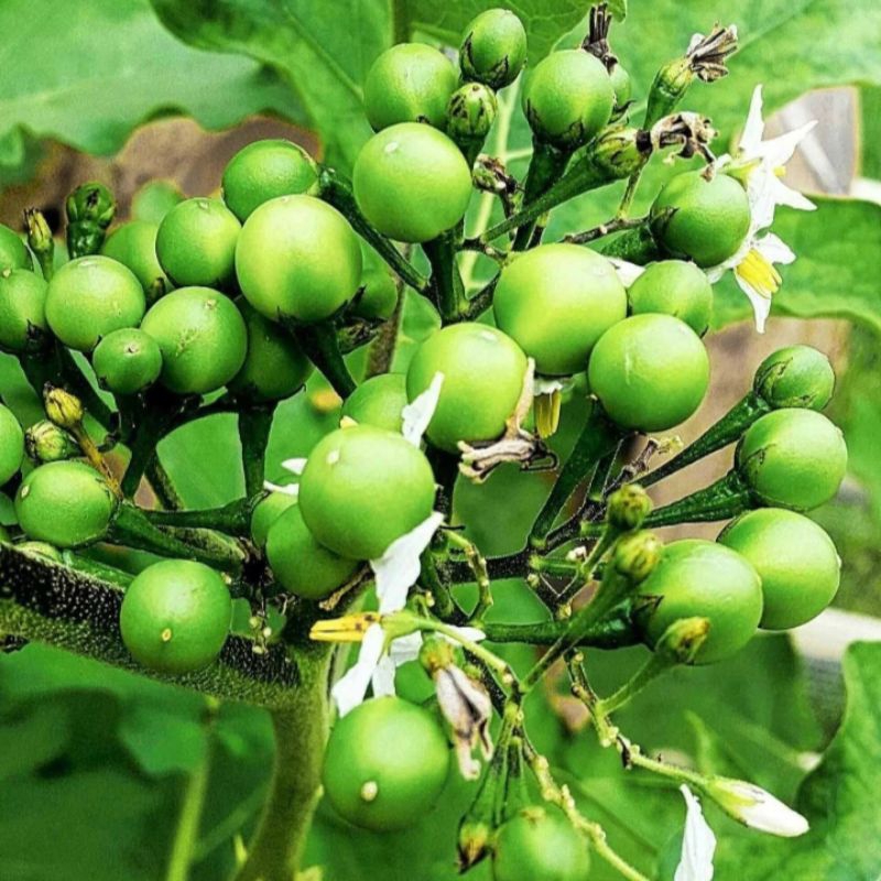 

1KG Terong Pipit Segar