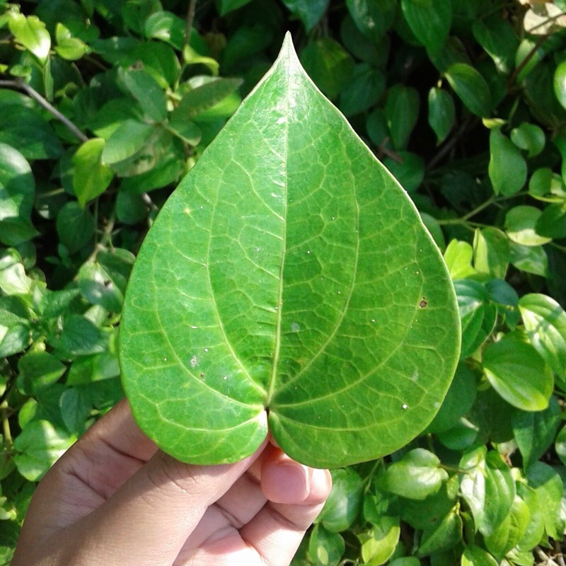 

Daun sirih segar / daun suruh isi 30 lembar