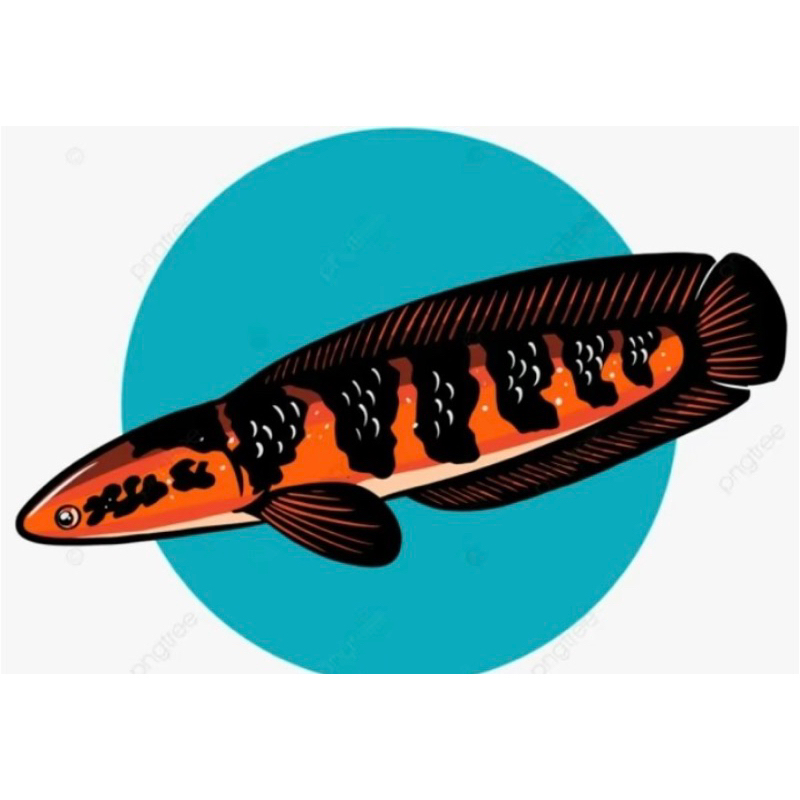 

stiker red barito 7-8cm