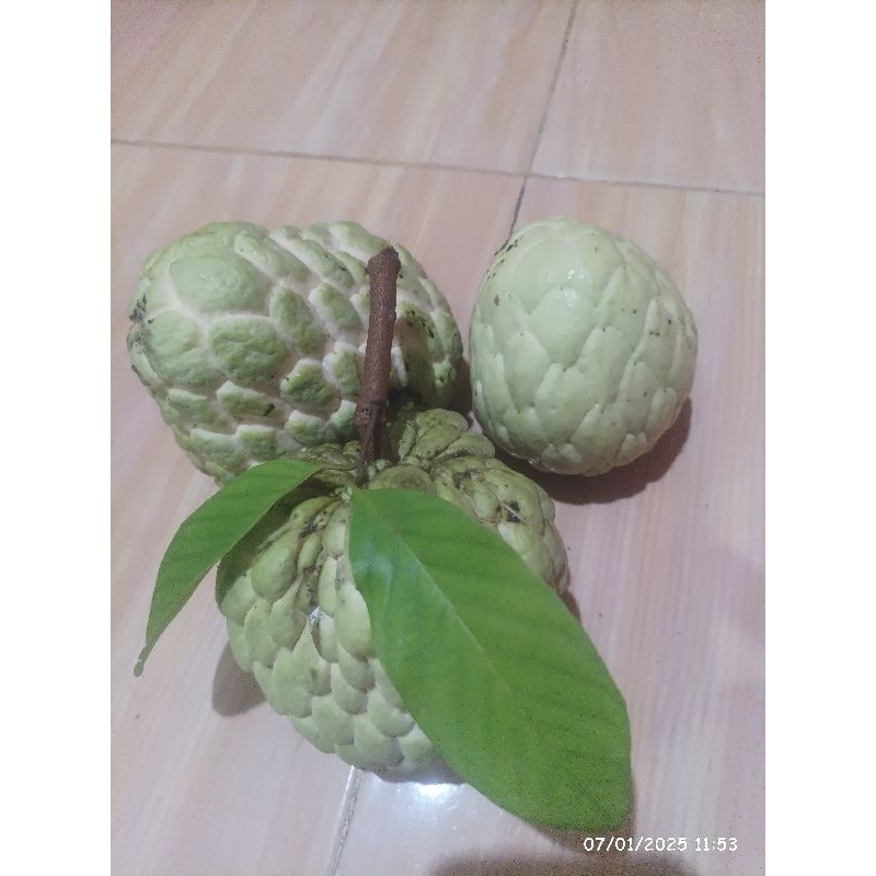 

surikaya jumbo