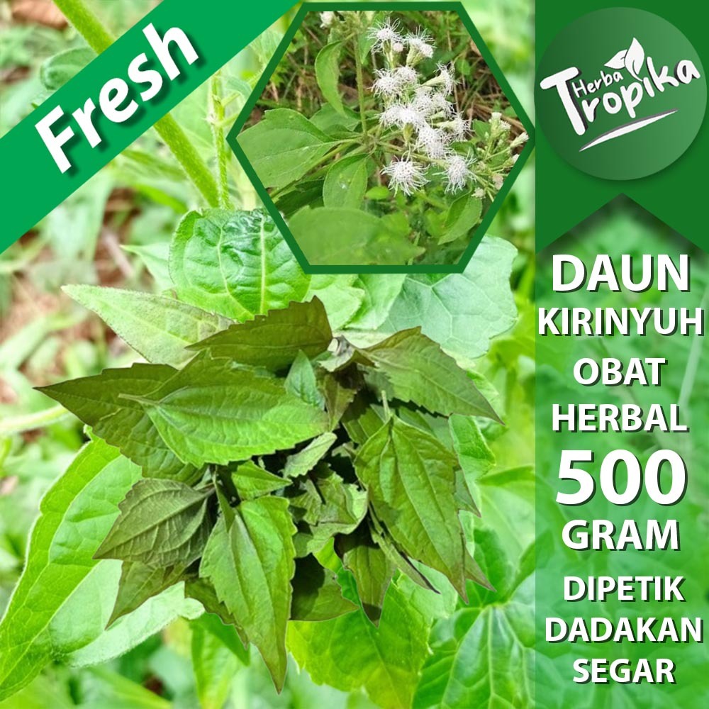 

Daun kirinyuh segar 500 gram herbal alami toko herba tropika