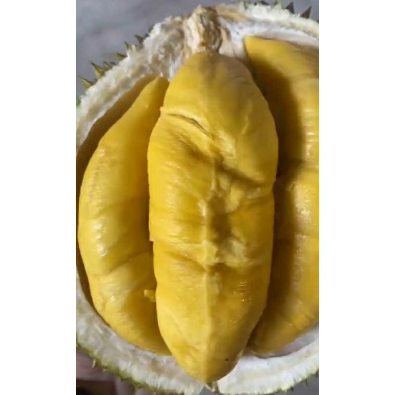 

Durian MusanKING, Duri Hitam/Ochee