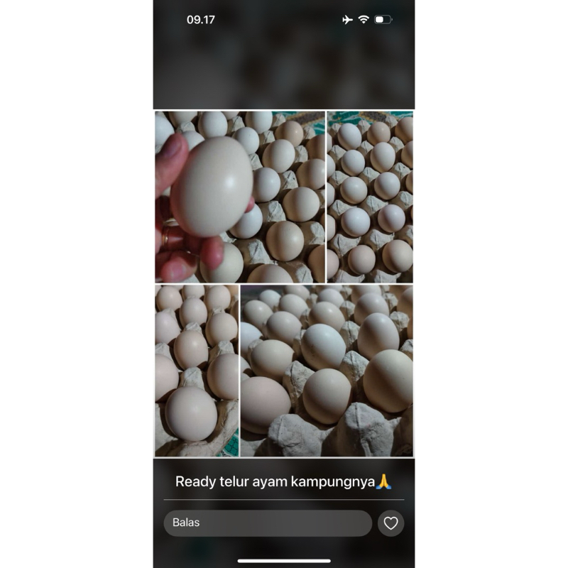 

Telur ayam , bibit dan indukan ayam austrlok