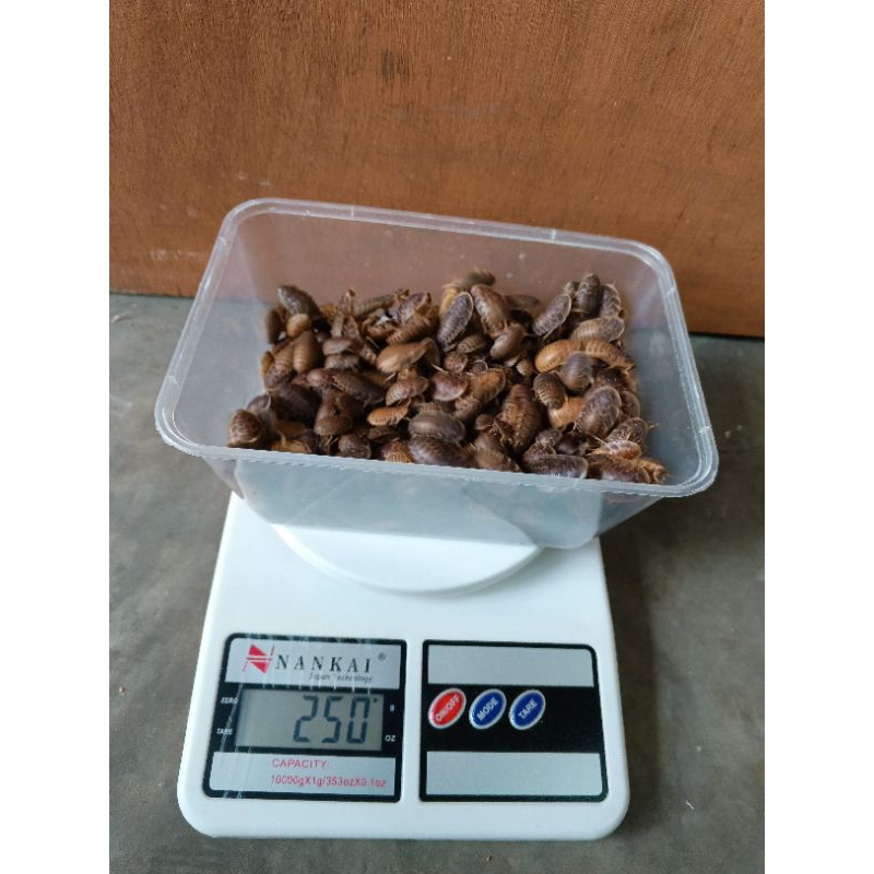 kecoa dubia 1-2 cm MURAH (250 GRAM) isi (- +) 400 ekor
