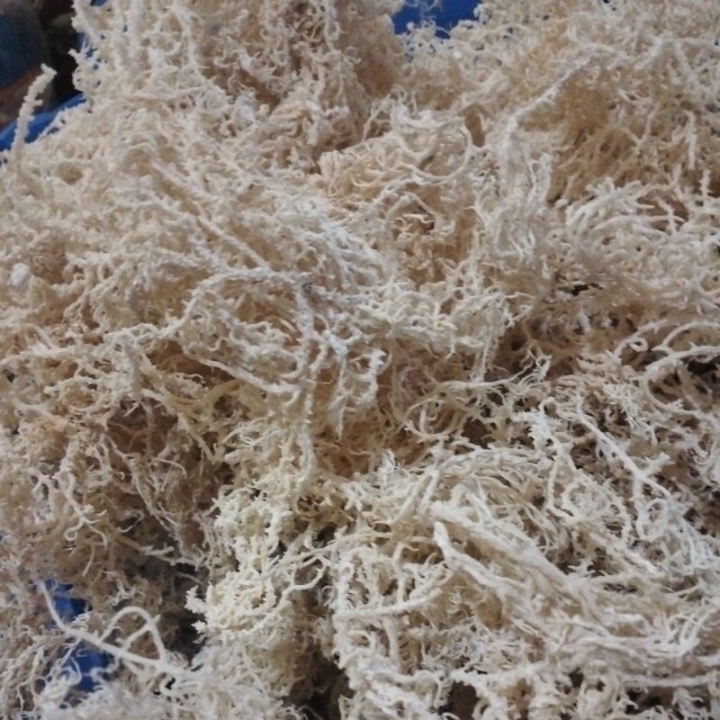 

rumput laut