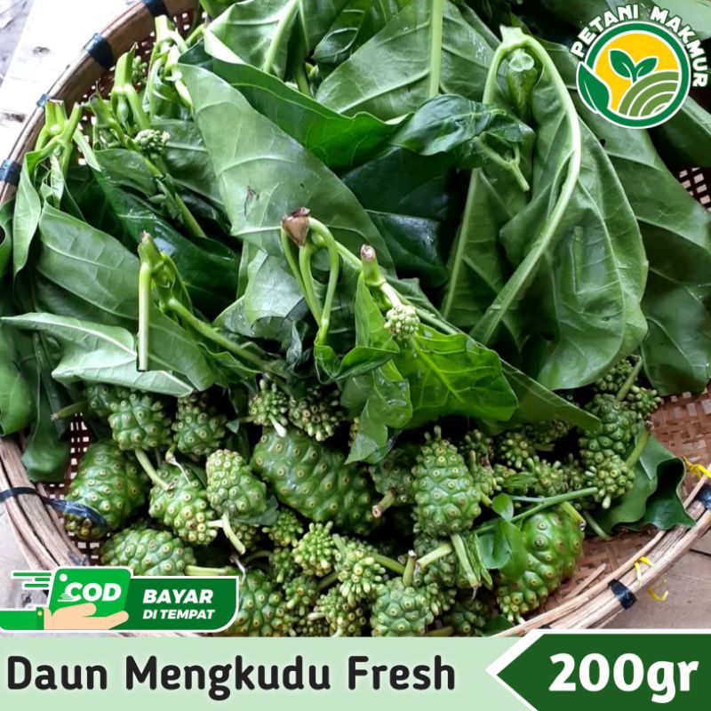 

Daun Mengkudu Fresh 200gr Daun Pace Kaya Akan Manfaat