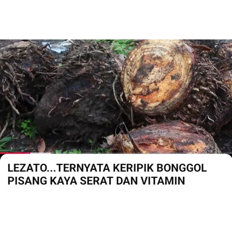 

jual bongol pisang bahan keripik unik dan sehat