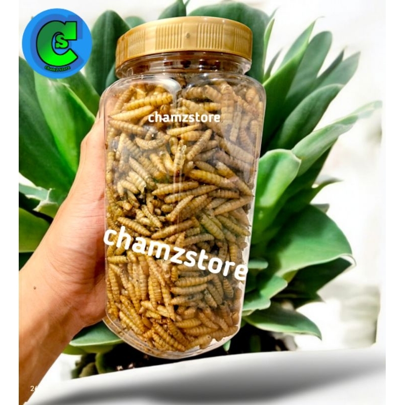 Larva Kering BSF Pakan Ikan Predator Koi Louhan Channa Arwana Sumber Protein Alami