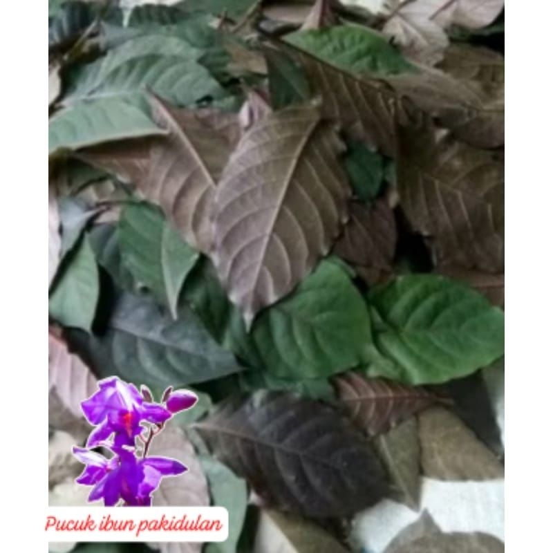 

daun ungu handelem/100 lembar