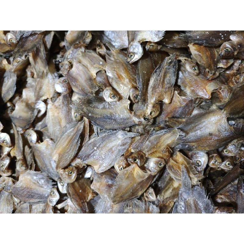 

Ikan Sepat Tawar Ikan Sapek Tamanuang Kualitas Super
