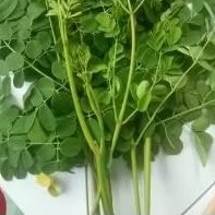 

HERBAL DAUN KELOR PETIK PAS ADA ORDER250GRM