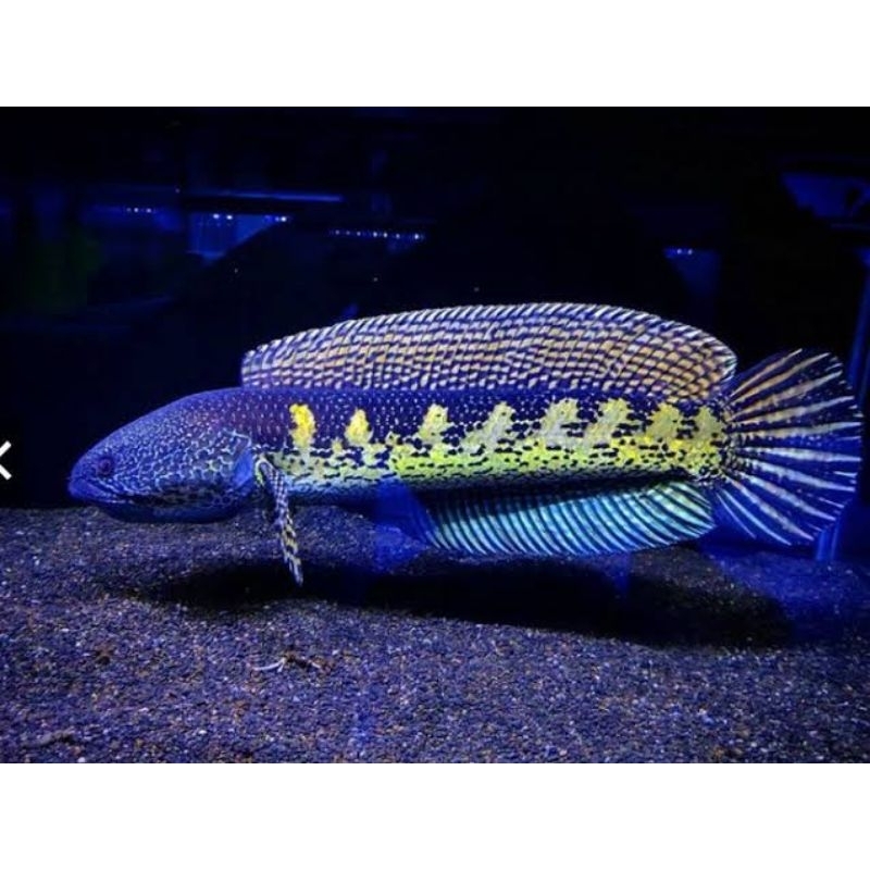 CHANNA AURANTI GRADE A++ KUALITAS ISTIMEWA SIZE 3-6CM