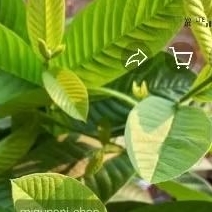 

DAUN JAMBU BIJI HERBAL OBAT DIARE 10LMBR