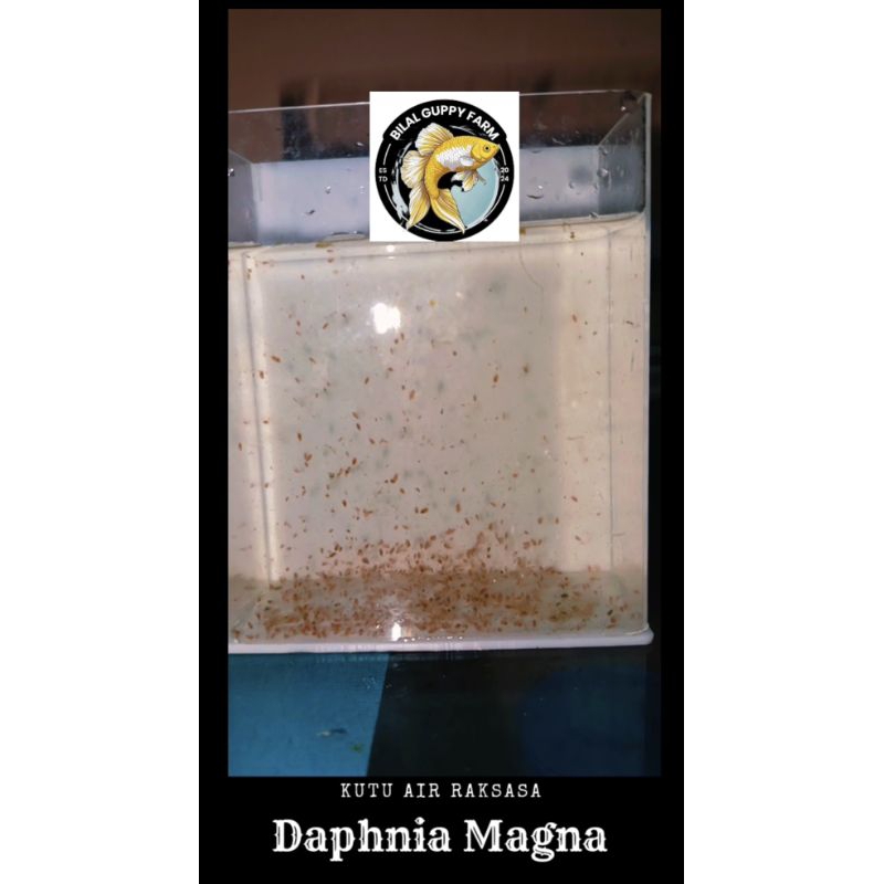 ( NO.1 BIBIT KULTUR KUTU AIR STARTER TERBAIK )Kutu Air Daphnia Magna/starter Kultur DAPHNIA MAGNA/KU