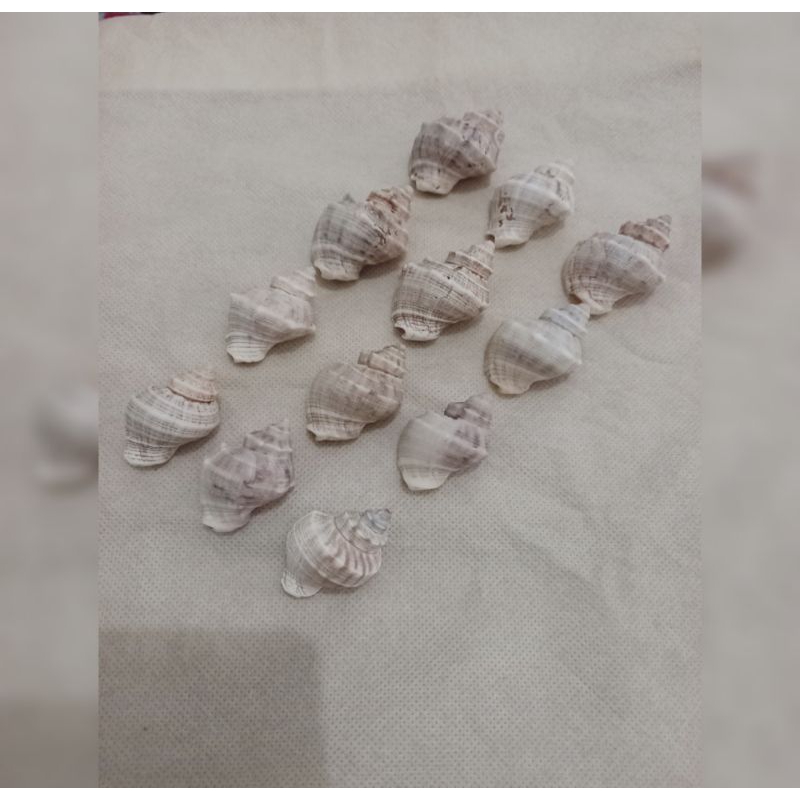 cangkang kelomang besar /cangkang kerang / cangkang keong / cangkang duku isi 12pcs