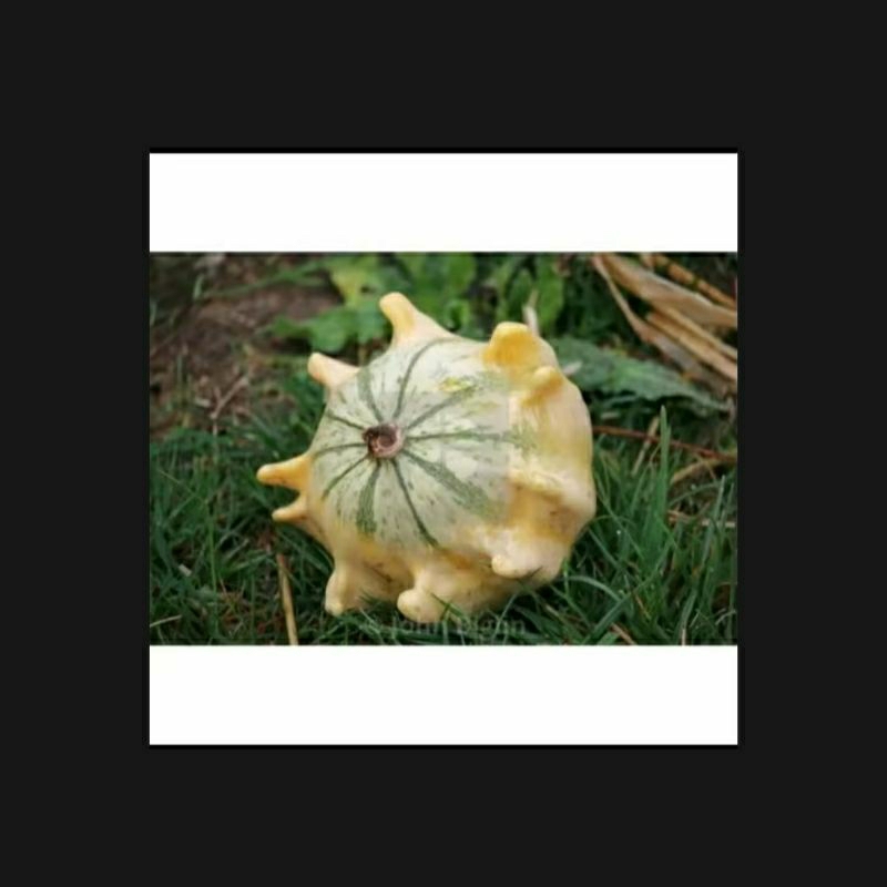 

biji benih labu crown of thorn shenot isi 5 butir