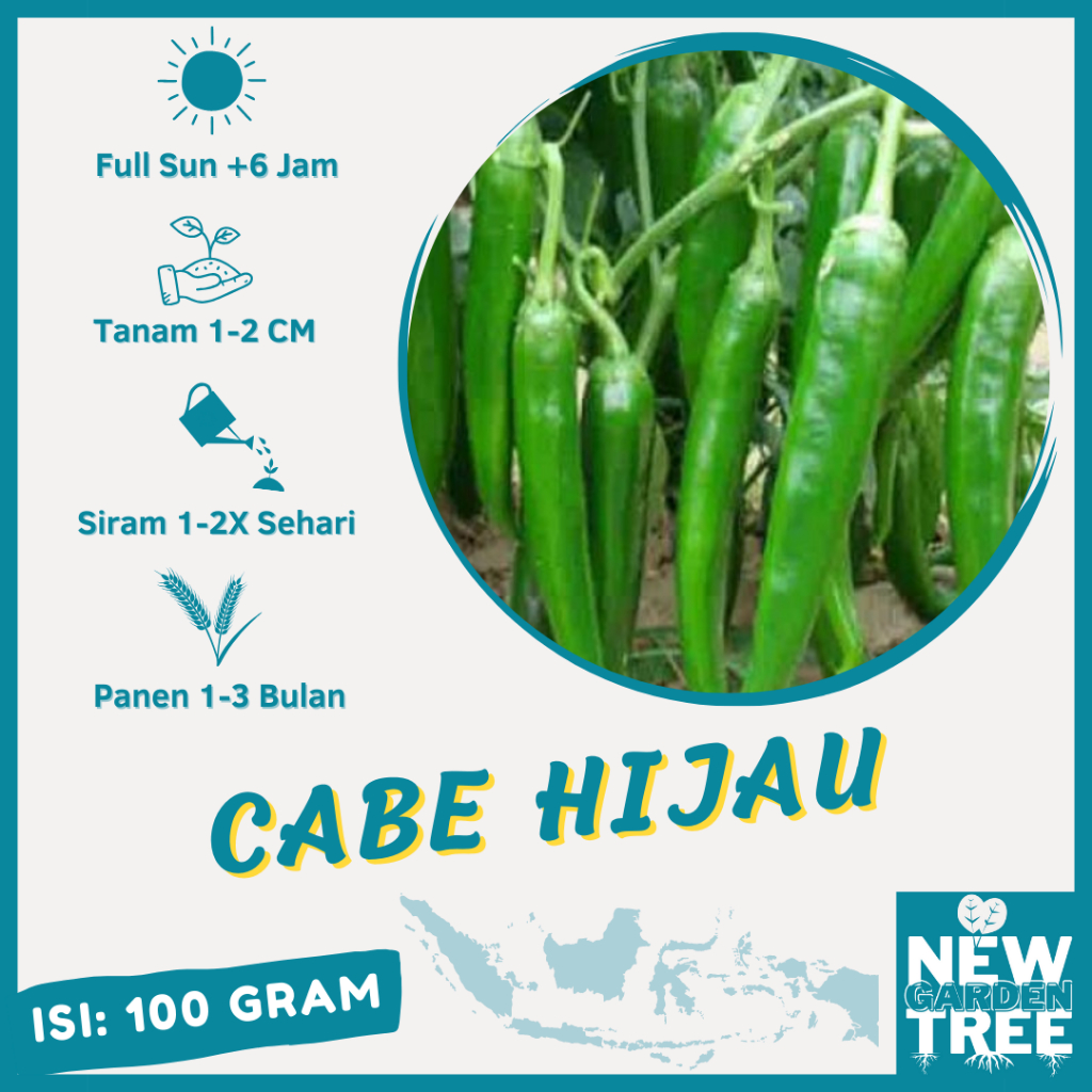 100 GRAM - BENIH CABE HIJAU PANJANG SUPER