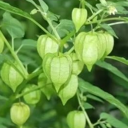 

DAUN CEPLUKAN HERBAL PETIK PAS ADA ORDER1KG