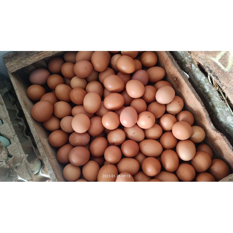

TELUR AYAM HORN