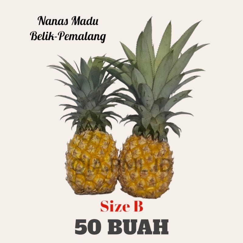 

nanas madu asli belik pemalang 50 buah size B