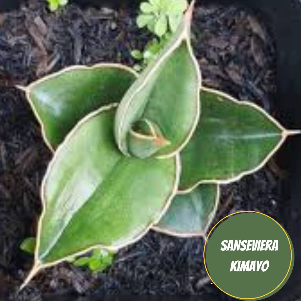 Sanseivera kimayo sansievera mini