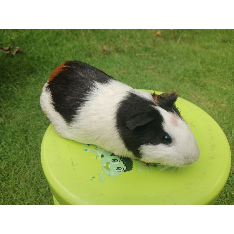 Marmut Marmot Guinea Pig Lokal Abysinian Bisa Pilih Jenis dan Warna