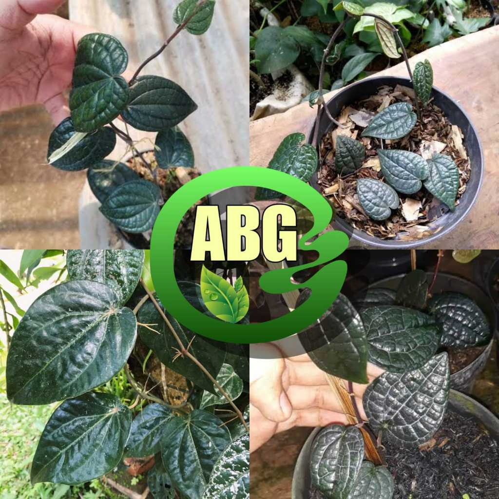 Bibit Tanaman Sirih Hitam Langka | Daun Suruh Hitam