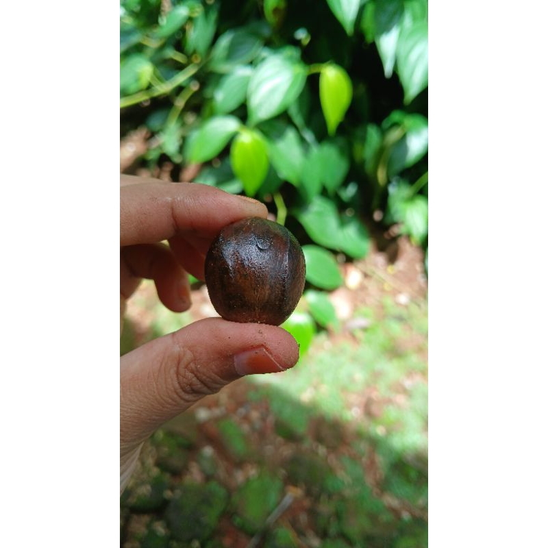 

Pala Kering Premium | Rempah Asli Nusantara 100% Alami | Harga Perbutir