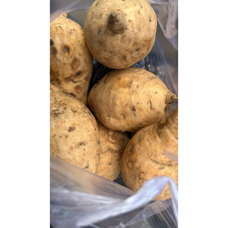 

ubi madu cilembu mentah