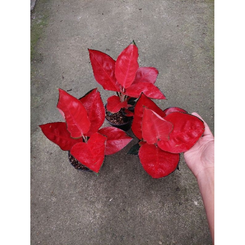 Aglonema Suksom jaipong/dewasa