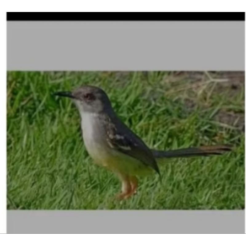 CIBLEK SEMI JAMINAN JANTAN ISTIMEWA