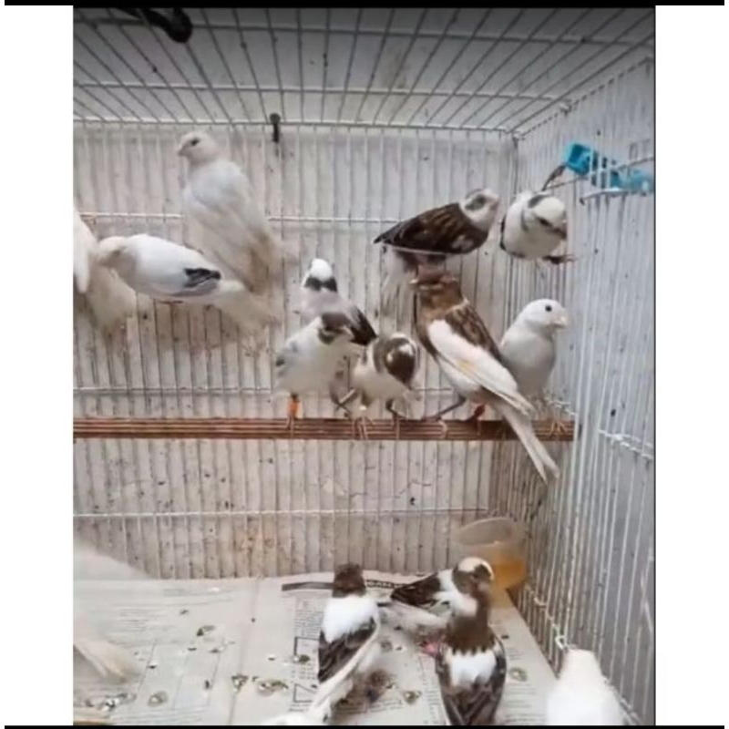 BURUNG KENARI AFS PANDA BETINA SIAPAN PILIHAN