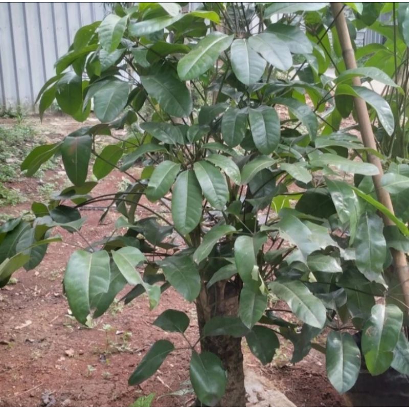 Tanaman walisongo batang besar