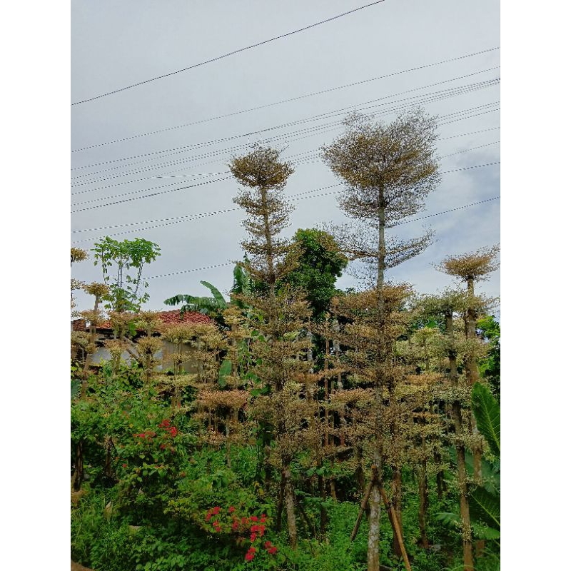 Ketapang kencana varigata / Tanaman pelindung Ketapang kencana varigata