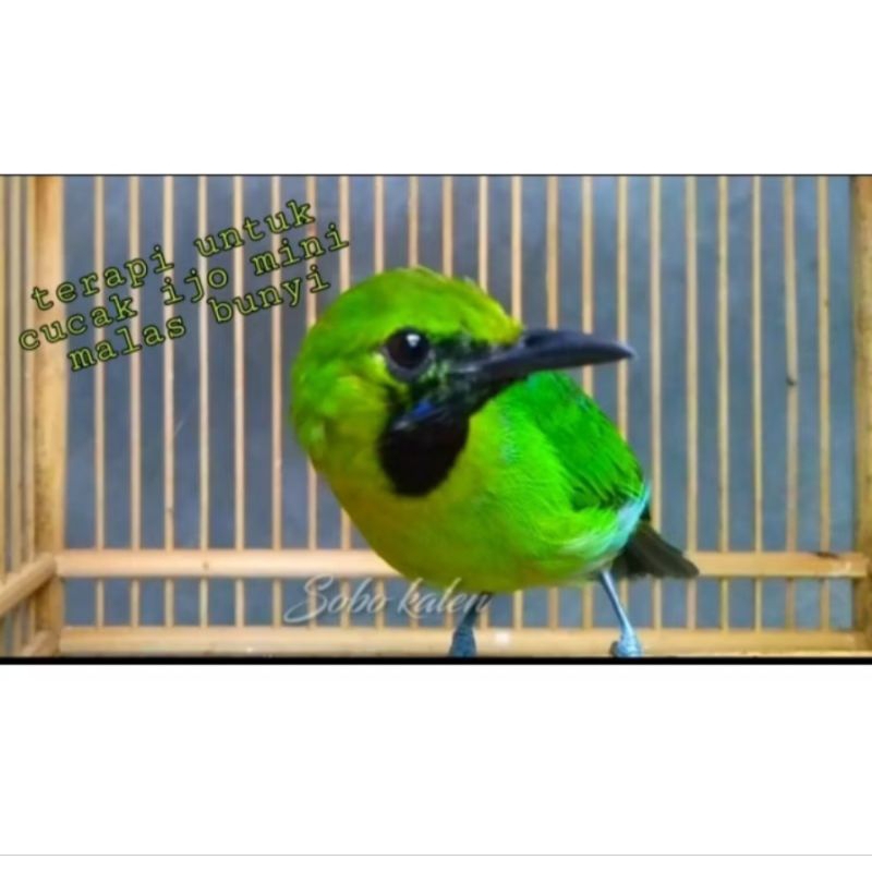 Ijo mini/ JOMIN JANTAN FULL MULUS GRADE A