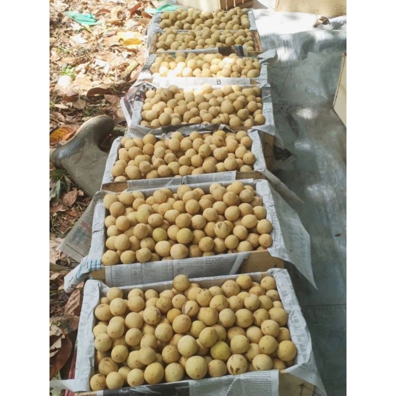 

dukuh asli palembang manis segar 1kg