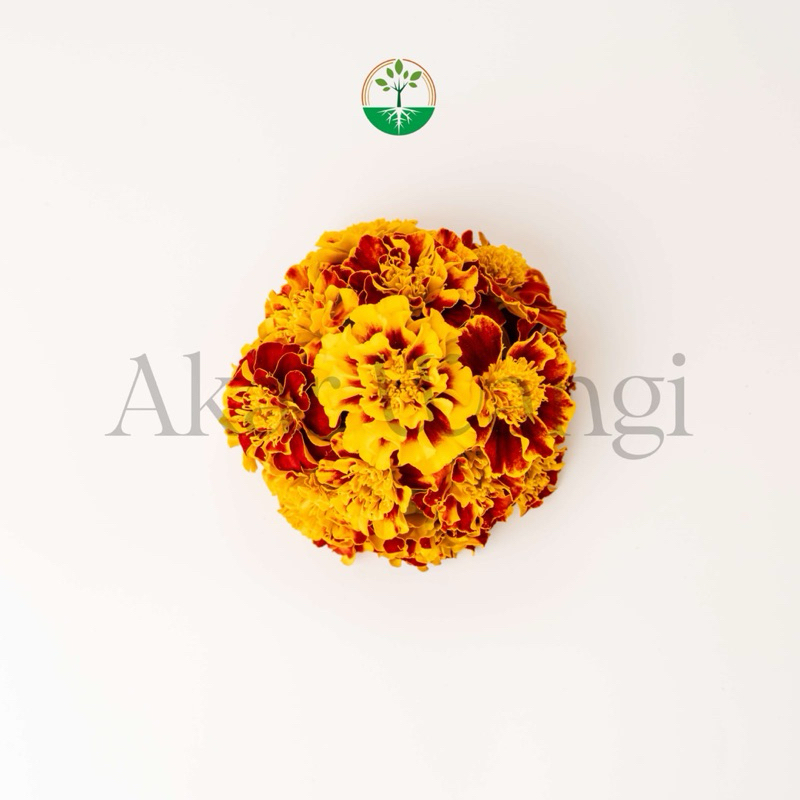 

Edible Flower Marygold FRESH Akar Wangi | Garnish Makanan | Garnish Minuman | Bunga Bisa Dimakan