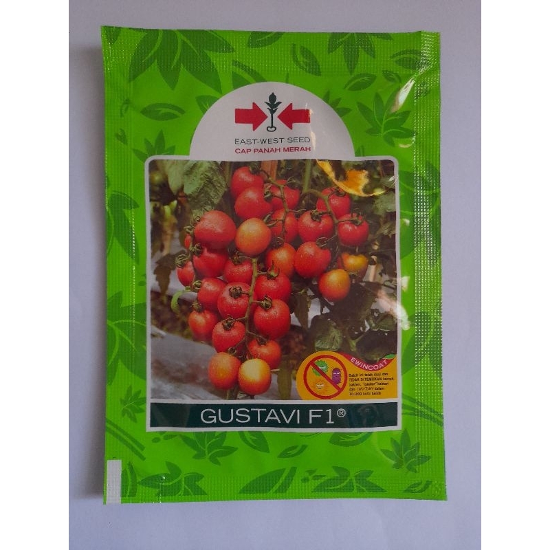 benih tomat Gustavi F1