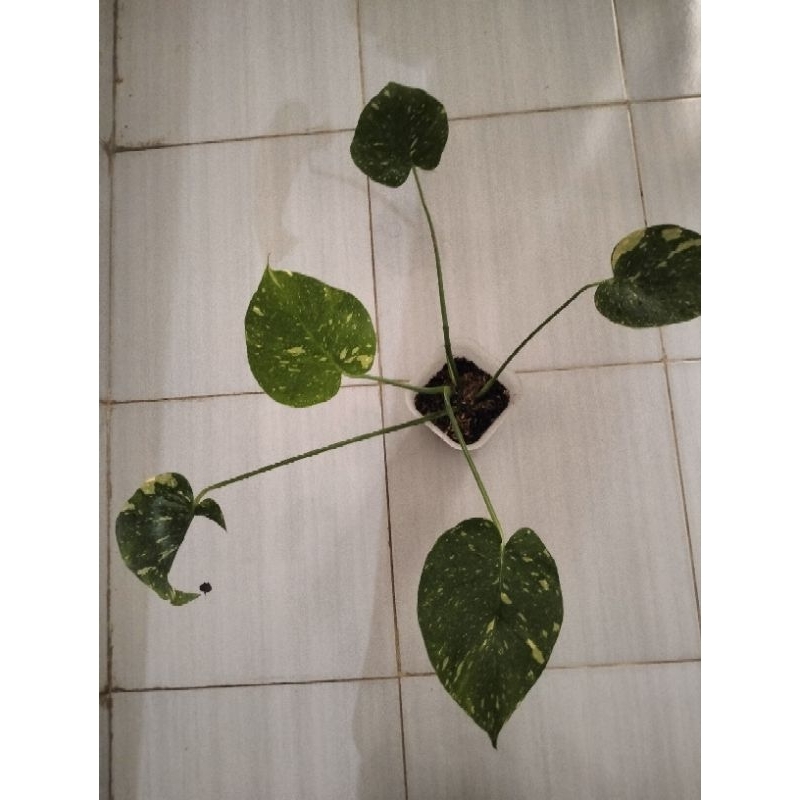 Monstera Thai Constellation