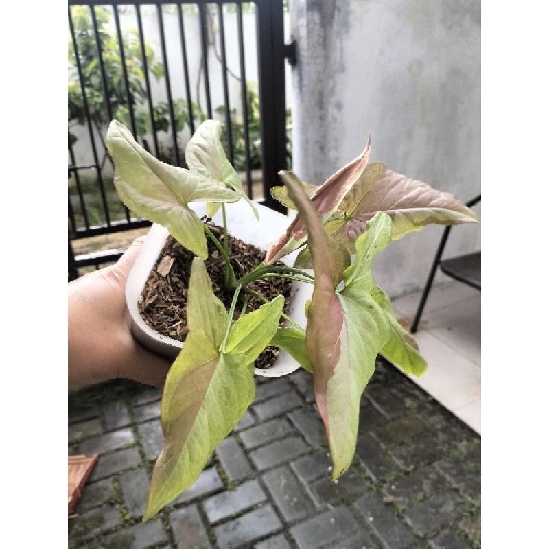 Syngonium strawberry ice