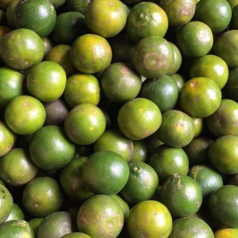 

Jeruk Peras Medan Jeruk Peras Segar Jeruk Peras hijau Jeruk Peras manis Jeruk Peras Jus Buah jeruk pantai buaya