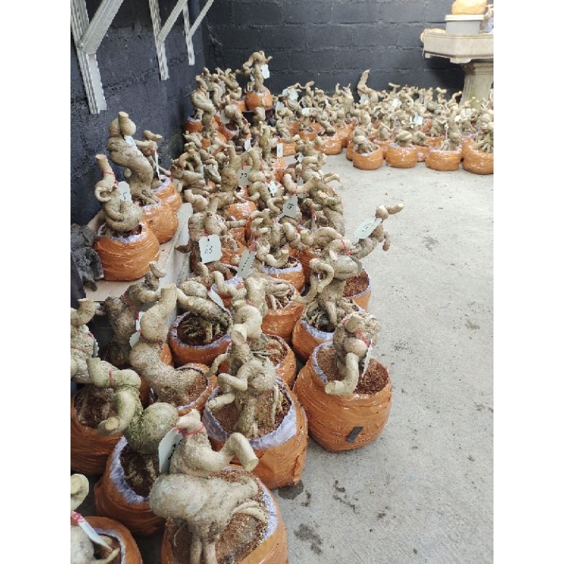 bonsai sancang meliuk prospek