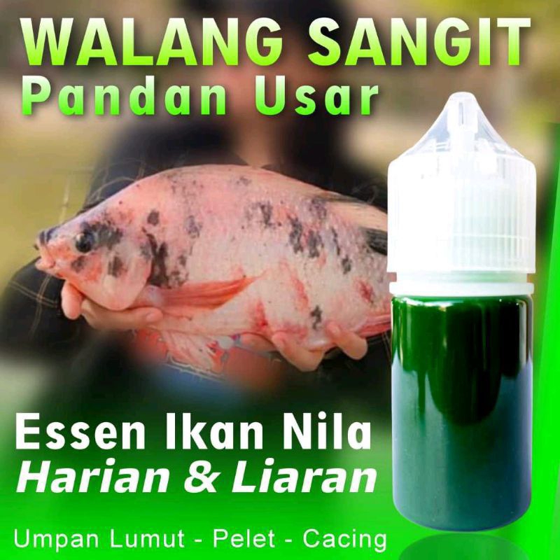 Essen Ikan Nila Aroma WalangSangit Pandan Usar Paling Gacor, Essen Ikan Nila Media Lumut, Essen Ikan