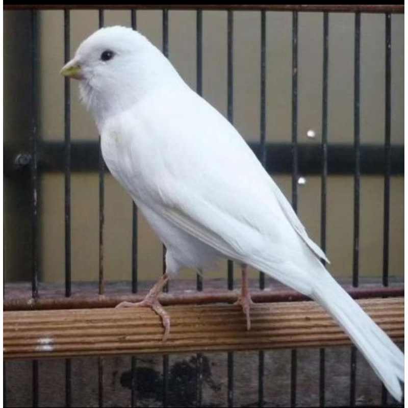 kenari putih af poci jaminan jantan garansi gacor dor