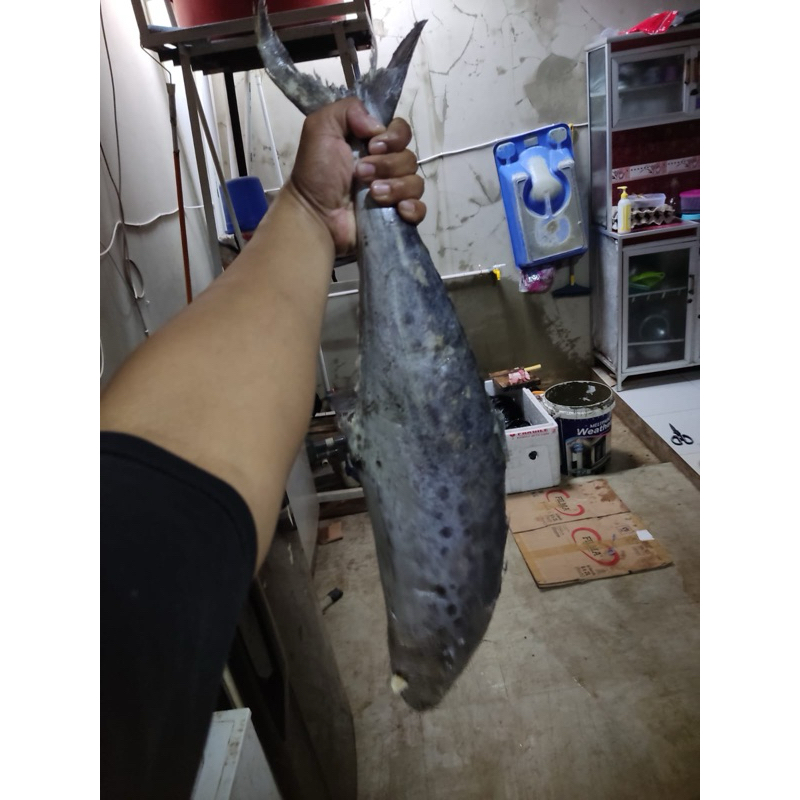 

jual ikan tenggiri 1kg